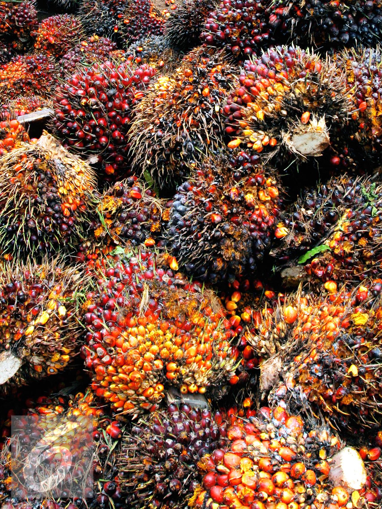ITB Targetkan Pabrik Katalis Merah Putih Beroperasi pada 2020