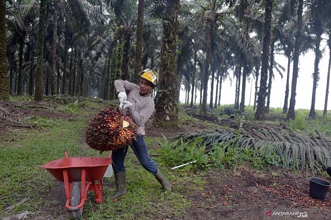 Harga TBS Sawit di Riau Naik, Jadi Rp1.448,02/kg