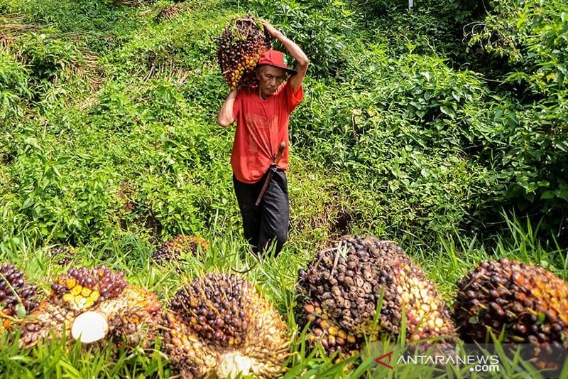 GAPKI: Produksi CPO naik 12,6 persen pada April, namun konsumsi turun