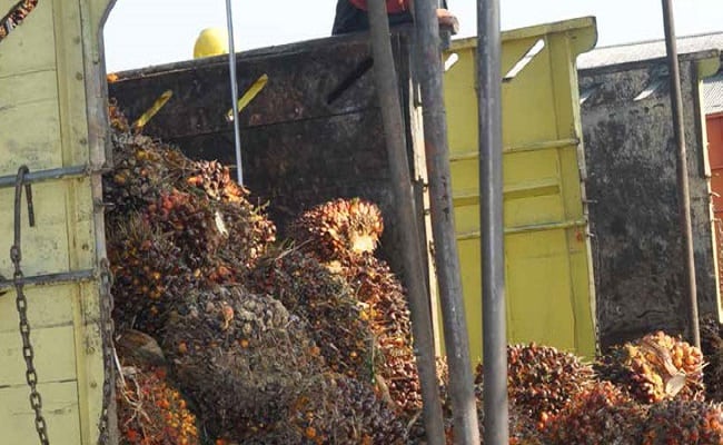 Harga TBS Sawit Jambi Periode 14-20 Agustus 2020 Naik Rp 116,23/Kg