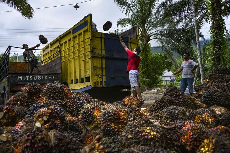 La Nina Rain Set to Lift Palm Oil Output in Top Grower to Record
