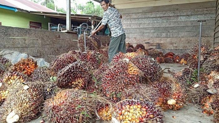 Di Aceh Selatan, Harga TBS Kelapa Sawit Mulai Merangkak Naik