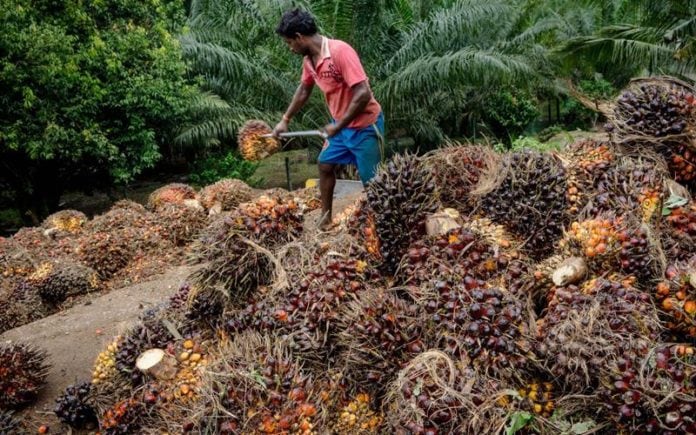 Limbah Padat Kelapa Sawit Bernilai Tinggi di Eropa