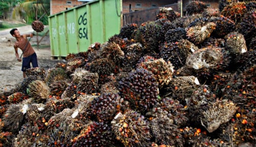 Gapki: Industri Perkebunan Kelapa Sawit Merupakan Sektor Non-Ekstraktif