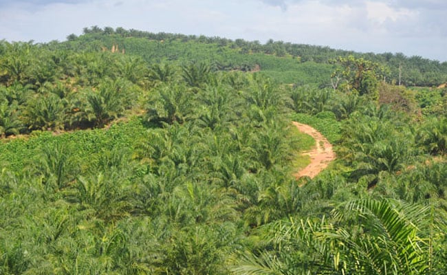 Sertifikasi ISPO, Petani, dan Tantangan Global