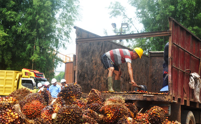 Harga TBS Sawit Jambi Periode Oktober Naik Rp Kg GIMNI