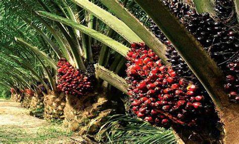 Pengembangan Inovasi Produk Hilir Sawit di Indonesia Masih Sangat Menjanjikan