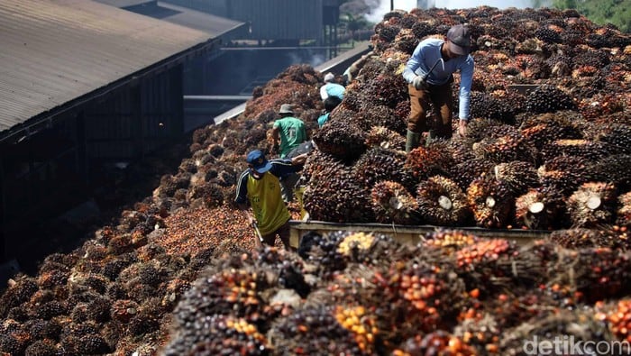 Dukung Harga Acuan Sawit, Pengusaha Kasih Catatan Ini ke Pemerintah