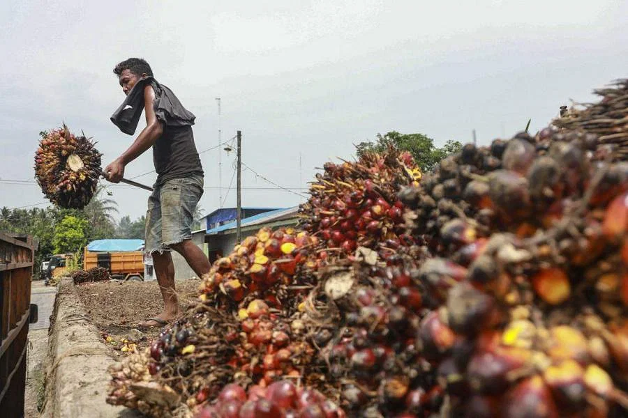 Indonesia wants crude palm oil exports to be routed via exchange from June