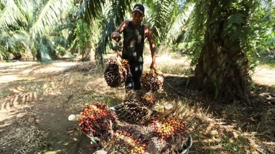 Harga CPO Rontok, Tertekan Dua Sentimen Ini