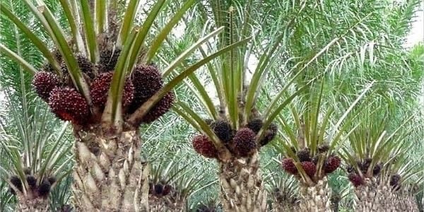 Harga Referensi Produk Minyak Kelapa Sawit Naik 4,48 Persen