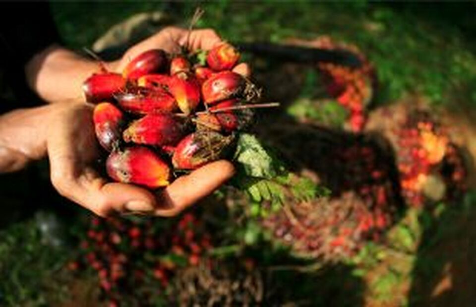 Harga CPO Flat Gara-gara Sentimen dari AS