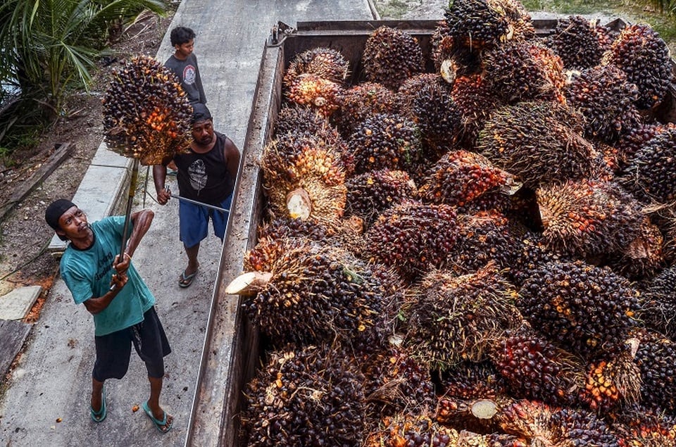 Harga CPO Ambles Seiring Pelemahan Minyak Nabati