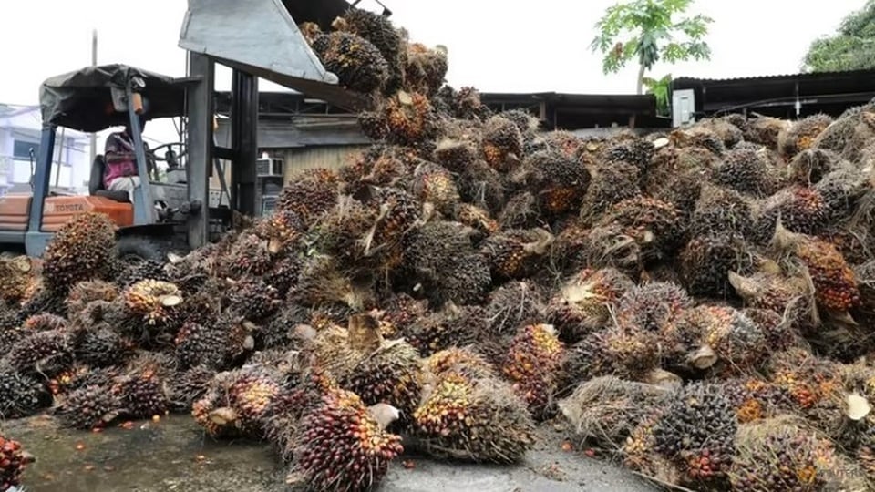Harga CPO Kembali Jatuh Seiring Pelemahan Minyak Kedelai