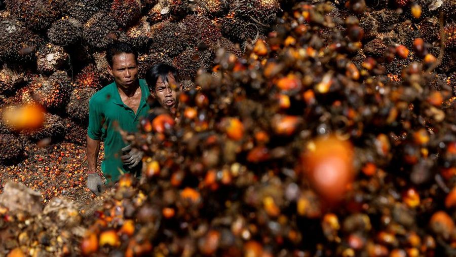 petani kelapa sawit