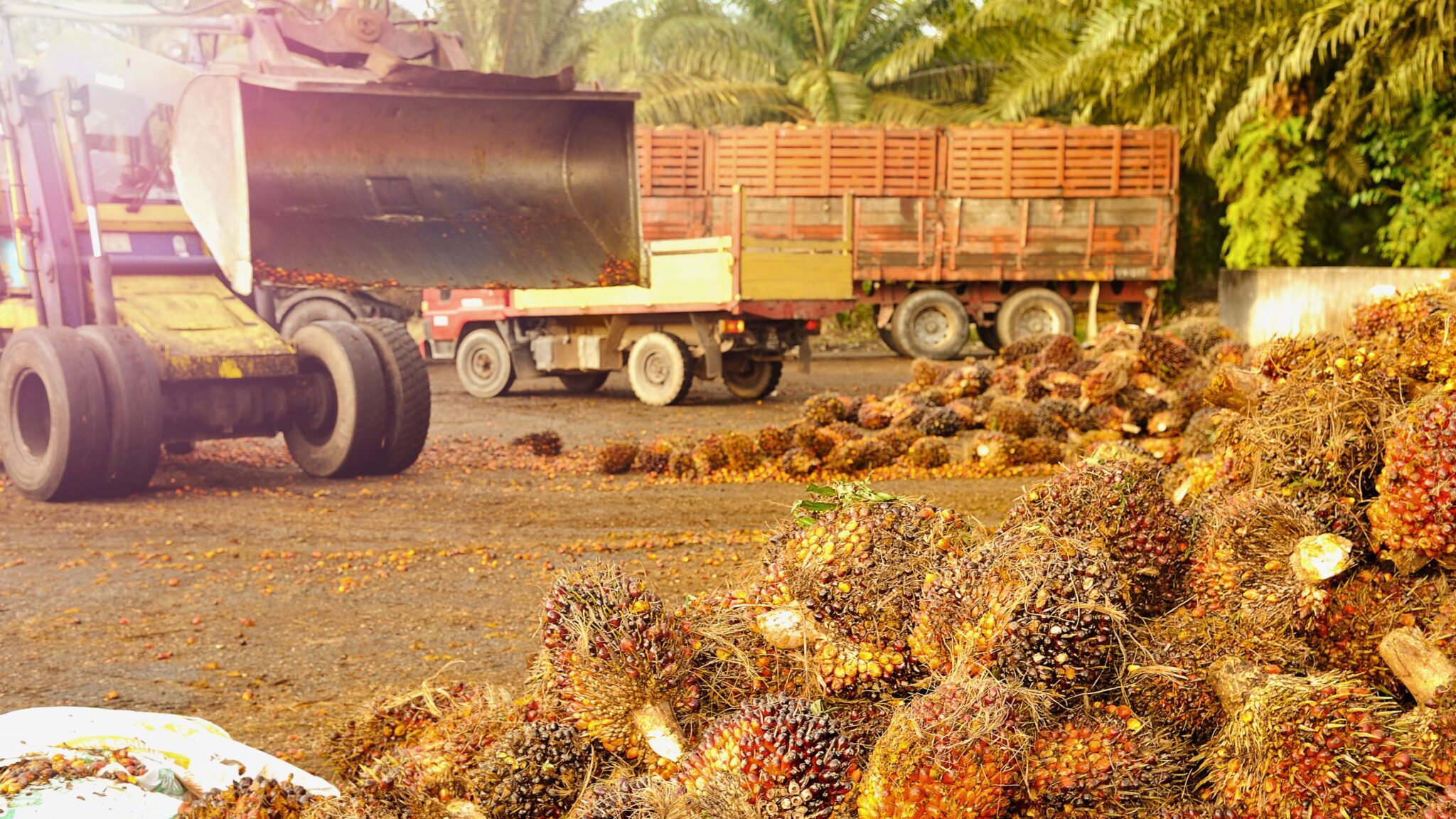 Pesaing Sawit Indonesia