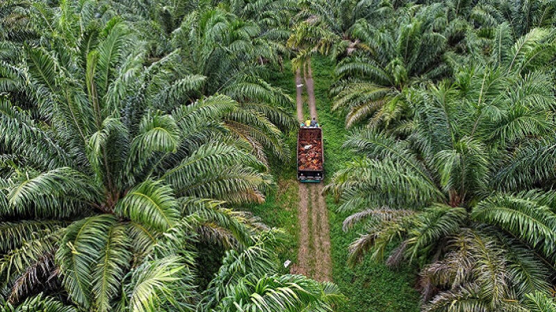 buruh kelapa sawit