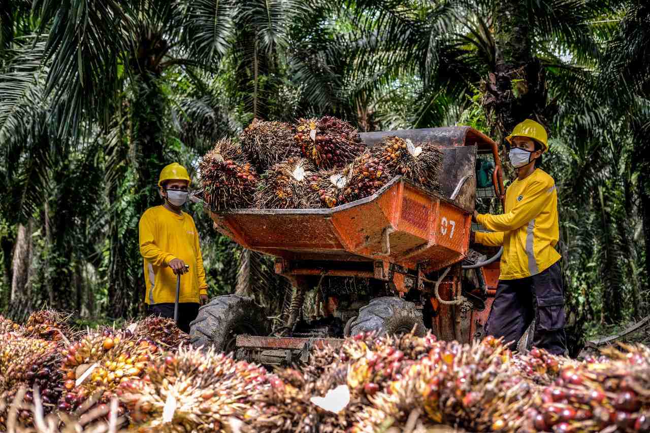 Isu kelapa sawit