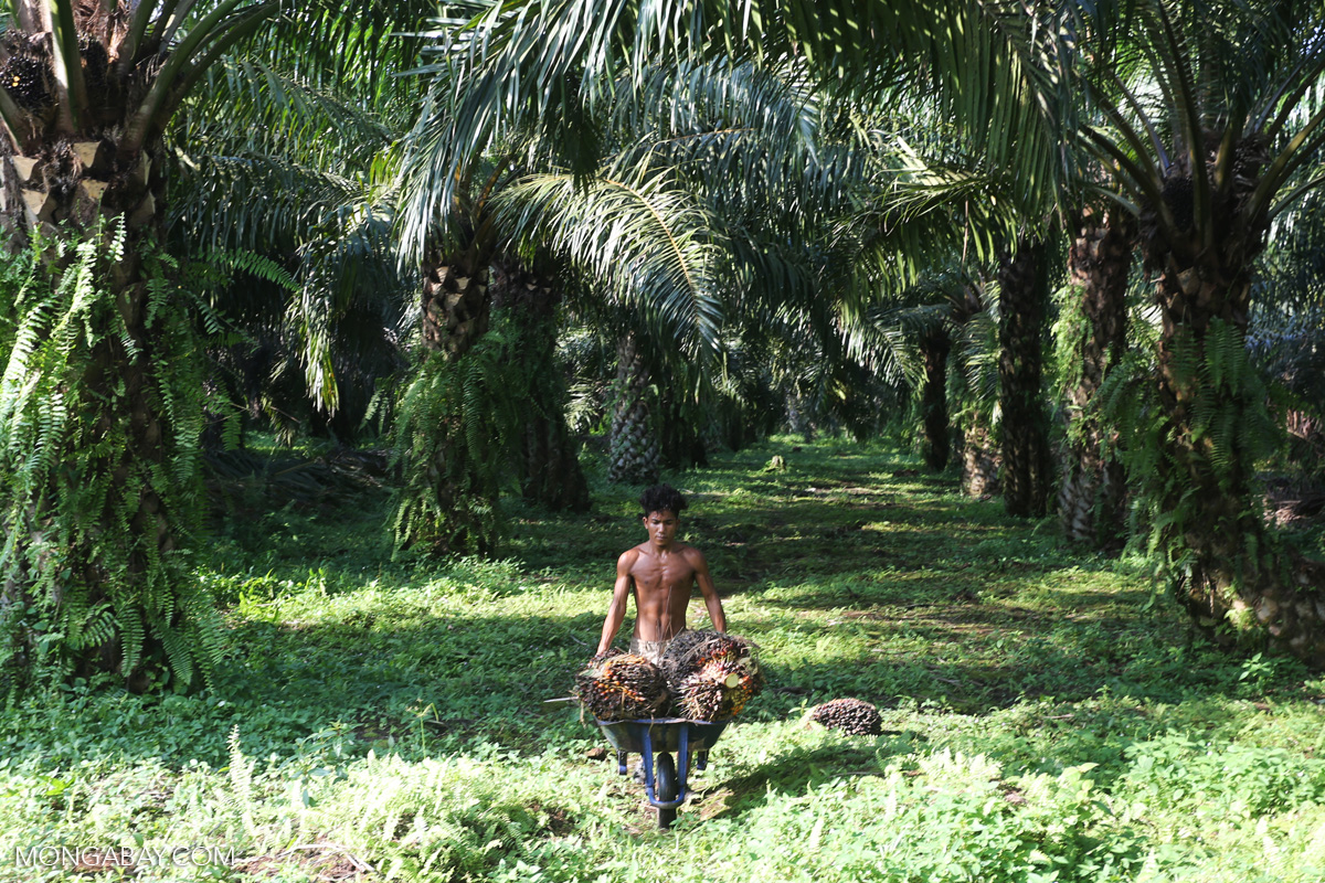 petani sawit