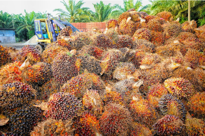 kepastian hukum sawit